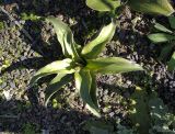 Sansevieria liberica