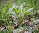 Solidago virgaurea. Вегетирующее растение. Пермский край, г. Пермь, Кировский р-н, опушка в разреженном сосновом бору. 20.05.2017.