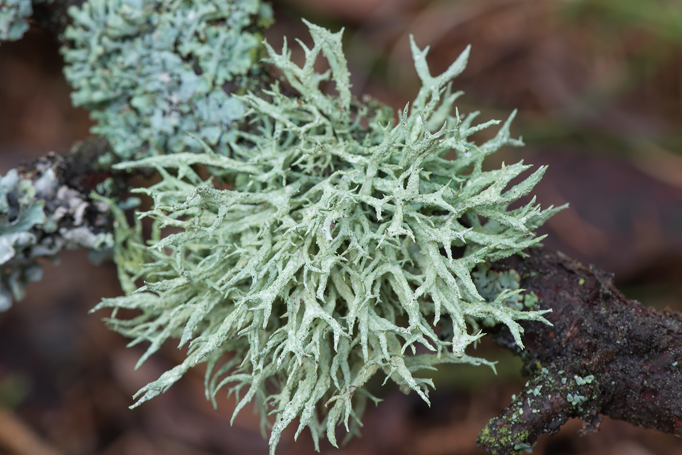 Изображение особи Evernia mesomorpha.