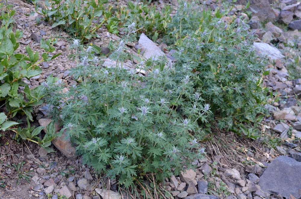 Image of Leonurus panzerioides specimen.
