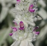 Stachys byzantina