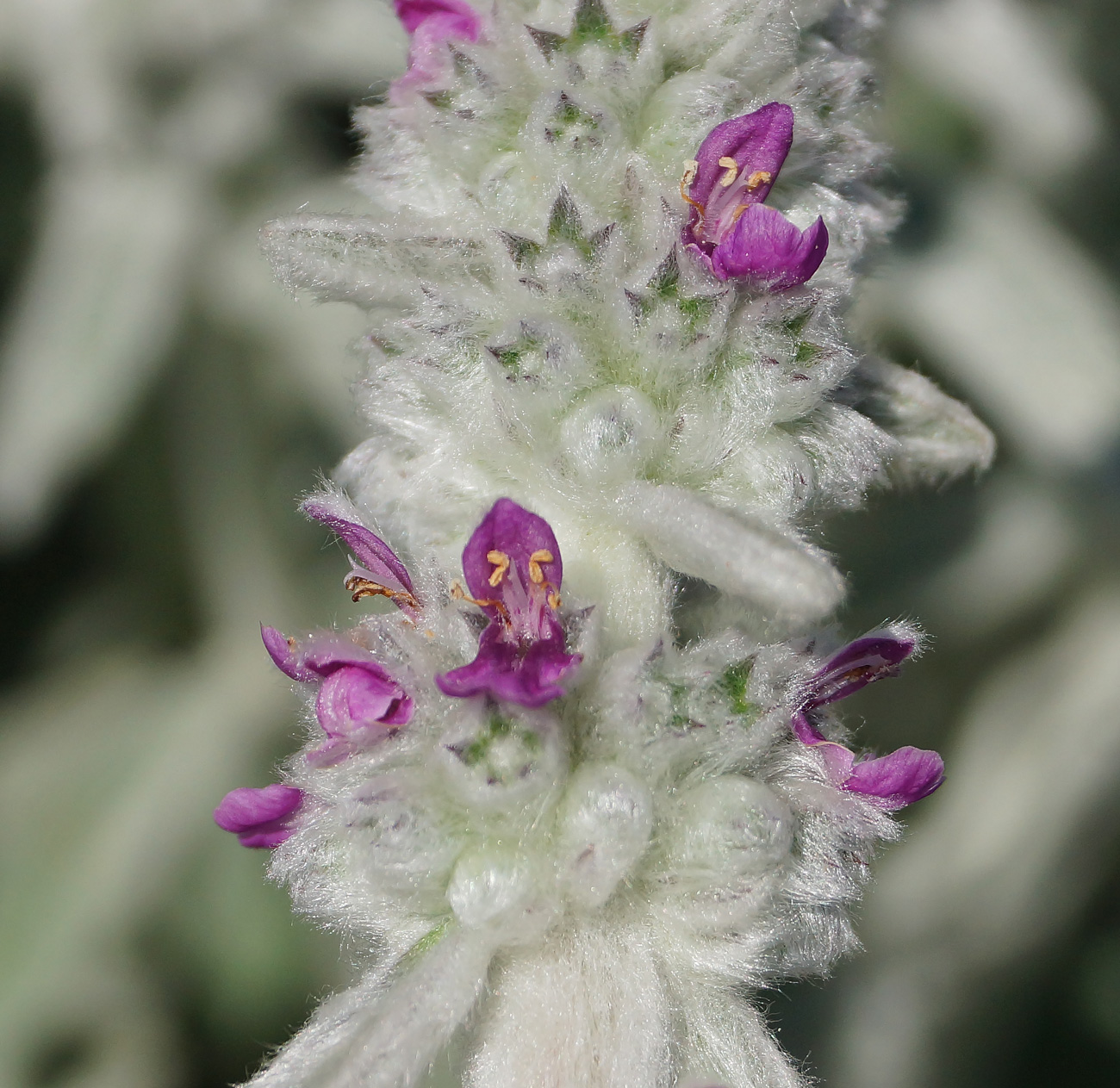 Изображение особи Stachys byzantina.