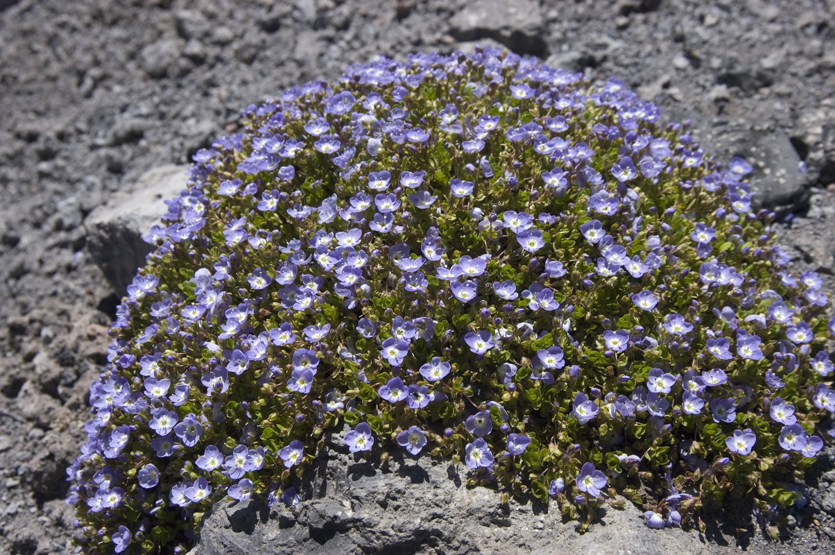 Image of Veronica minuta specimen.