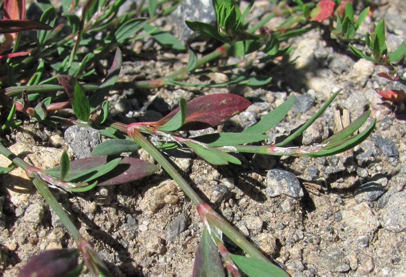 Изображение особи Polygonum arenastrum.