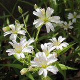Stellaria holostea