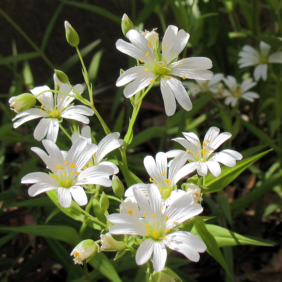 Image of Stellaria holostea specimen.