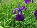 Iris ensata