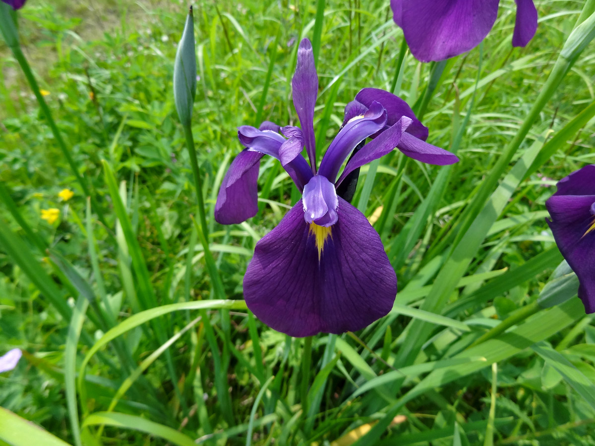 Изображение особи Iris ensata.