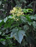 Clerodendrum paniculatum