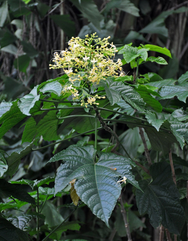 Image of Clerodendrum paniculatum specimen.