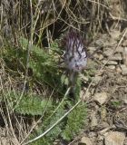 Pedicularis wilhelmsiana