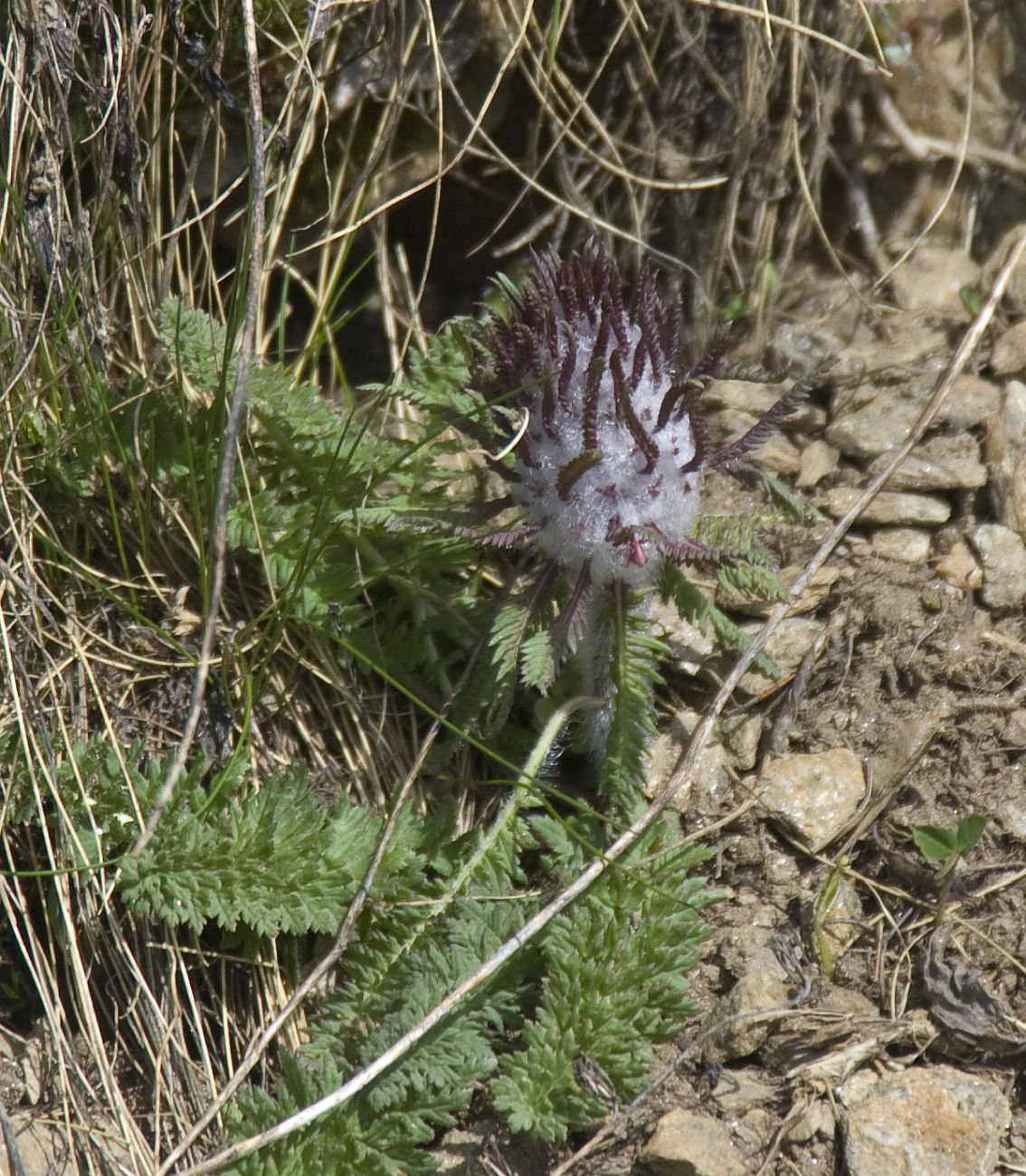 Image of Pedicularis wilhelmsiana specimen.