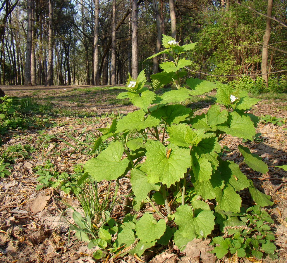 Image of Alliaria petiolata specimen.