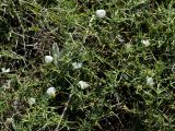 Ononis antiquorum. Цветущие побеги (Ononis spinosa subsp. diacantha (Sieber ex Rchb.) Greuter; белоцветковая форма). Греция, о-в Крит, ном Ханья (Νομός Χανίων), дим Платаньяс (Δήμος Πλατανιά), горный массив Лефка Ори (Λευκά Όρη), урочище Ксилоскало (Ξυλόσκαλο), ≈ 1300 м н.у.м, глинистый склон в кипарисовом редколесье. 28 июня 2017 г.