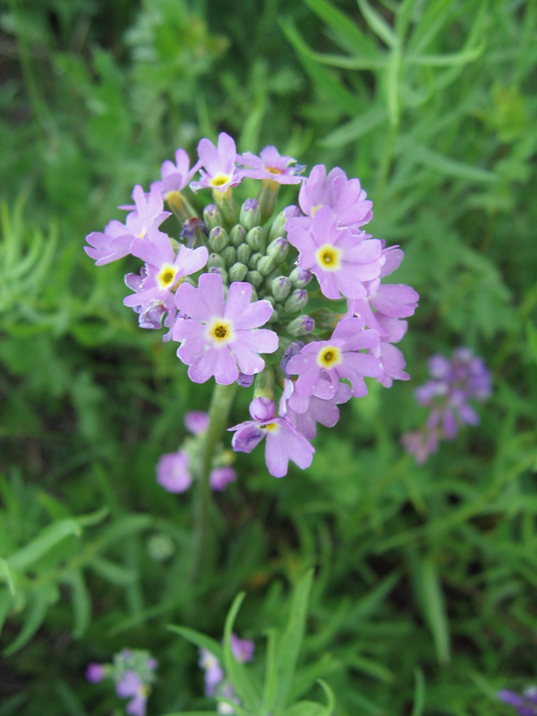 Изображение особи Primula longiscapa.