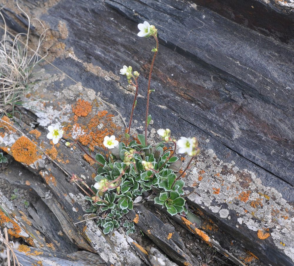 Image of Saxifraga cartilaginea specimen.