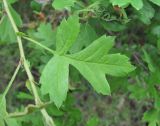 Crataegus pentagyna