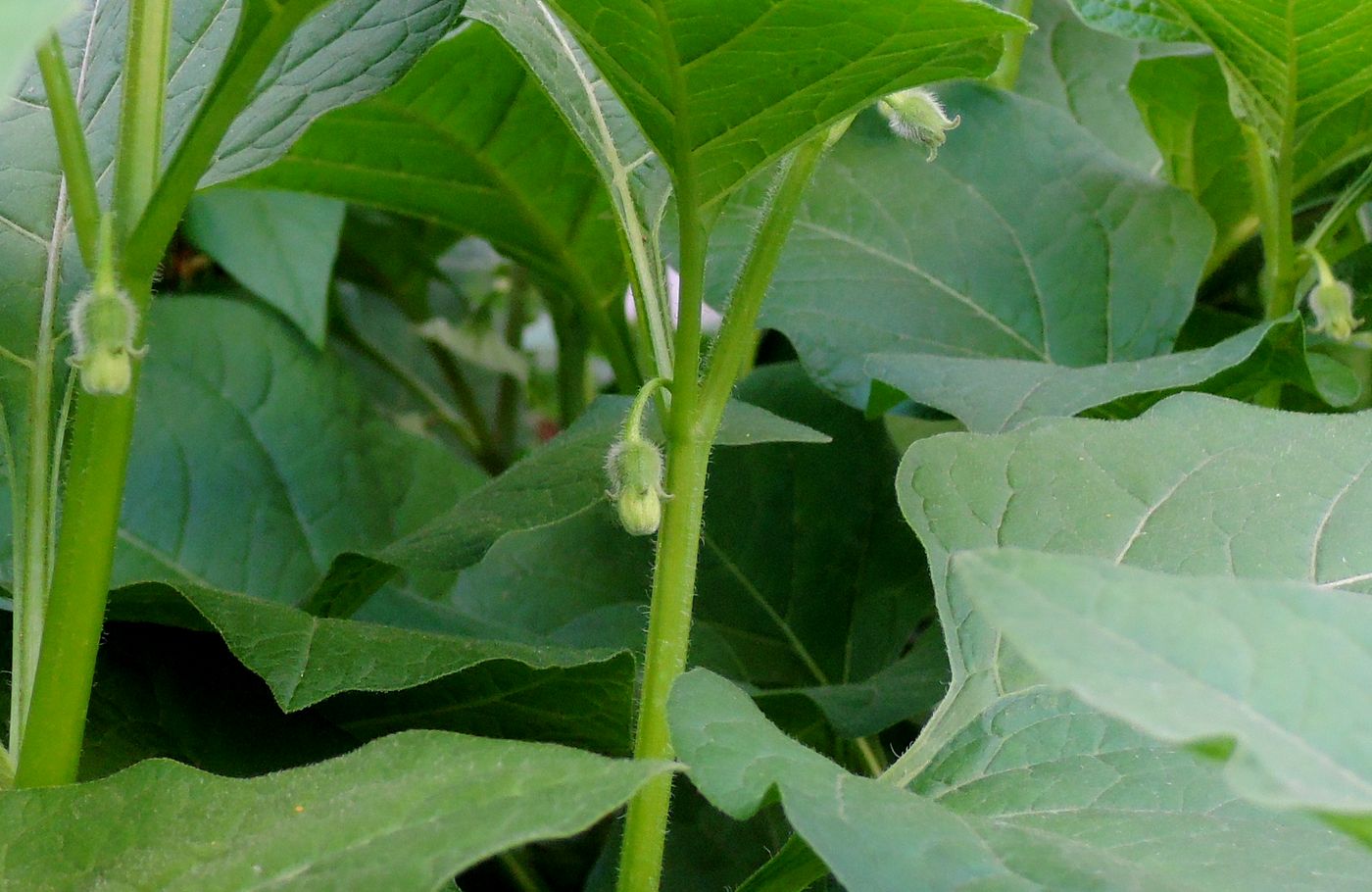 Image of Alkekengi officinarum specimen.