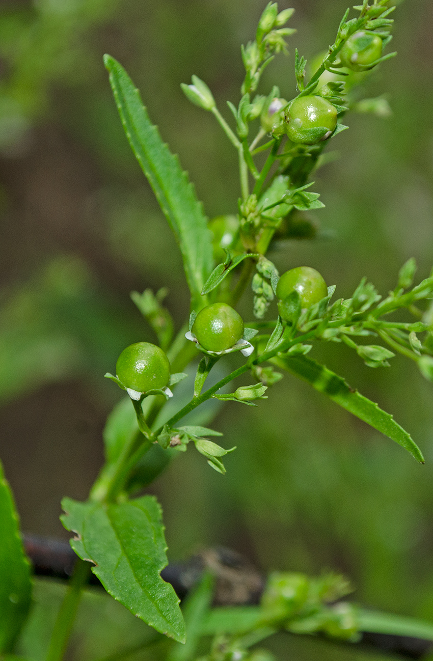 Image of Veronica anagallis-aquatica specimen.