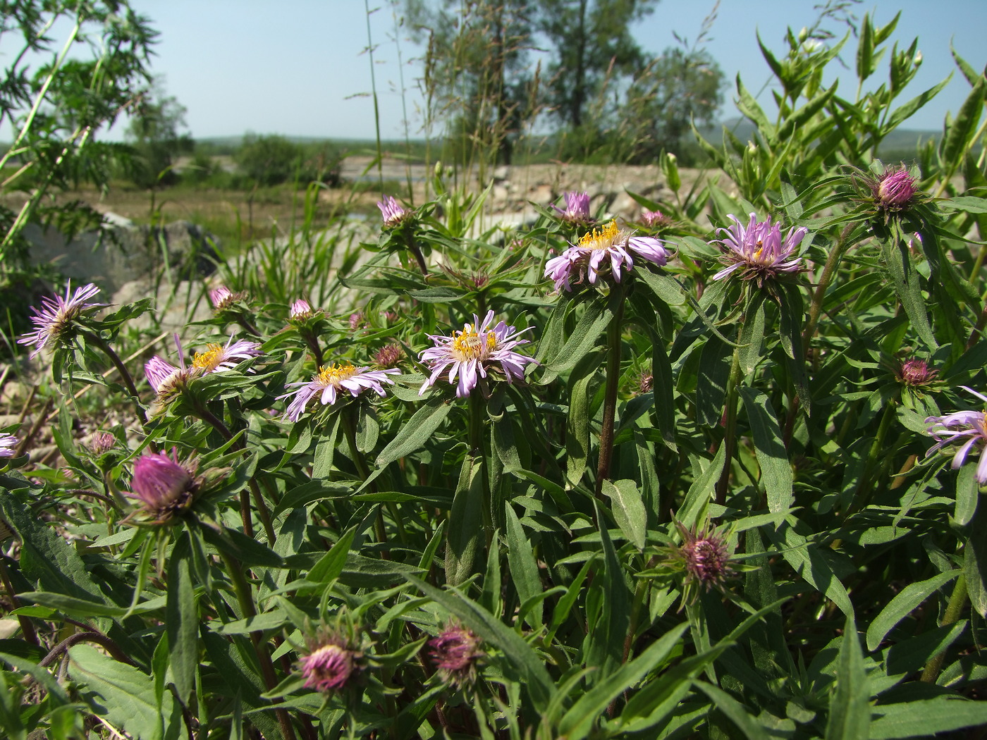 Image of Aster sibiricus specimen.