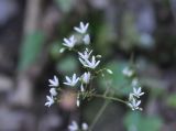 Saxifraga repanda