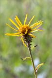 Inula salicina. Верхушка побега с соцветием и питающимися тлями. Ленинградская обл., Гатчинский р-н, окр. пос. Пудость, разнотравный луг на месте заброшенного травертинового карьера. 12.08.2018.