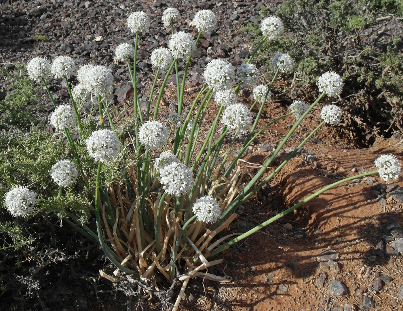 Image of Allium galanthum specimen.