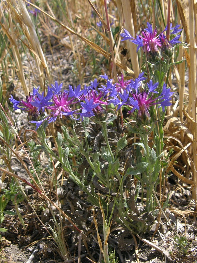 Image of Centaurea depressa specimen.