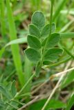 Coronilla coronata