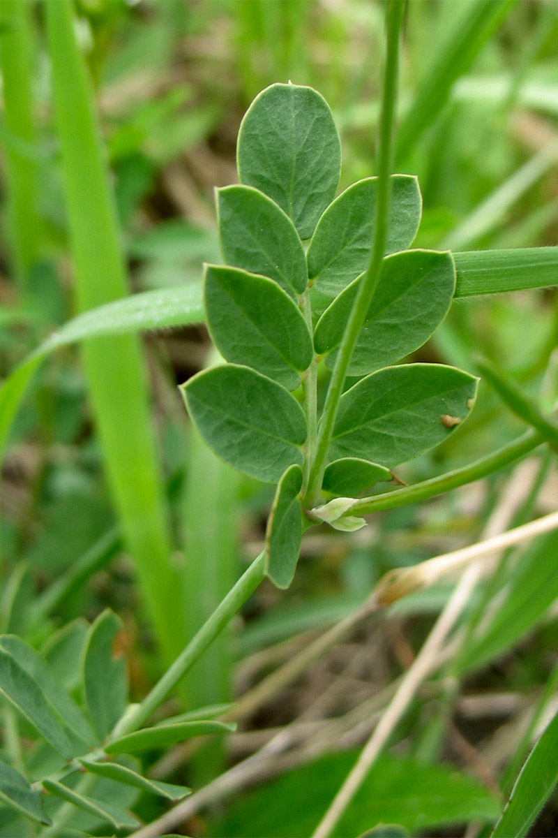 Image of Coronilla coronata specimen.