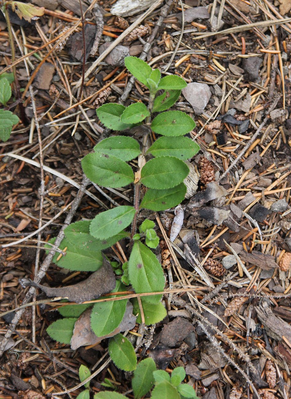 Image of Veronica officinalis specimen.