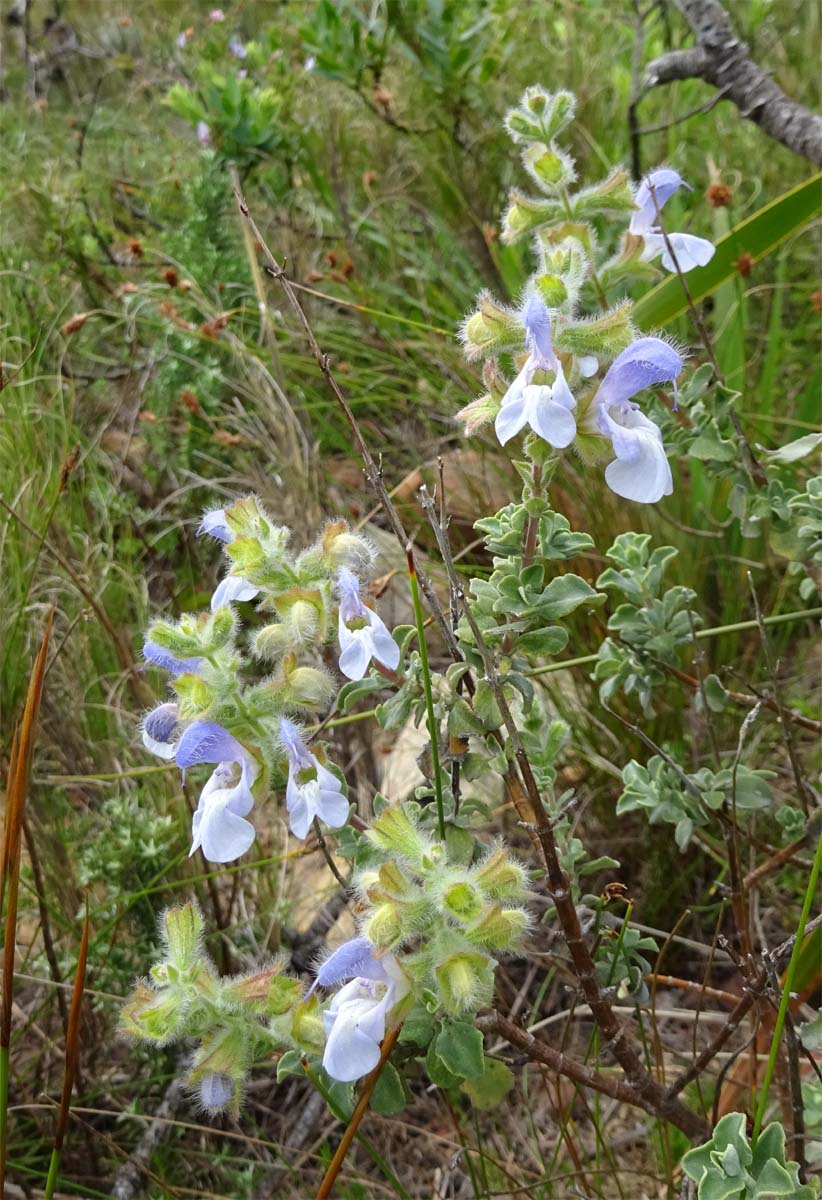 Изображение особи Salvia africana.