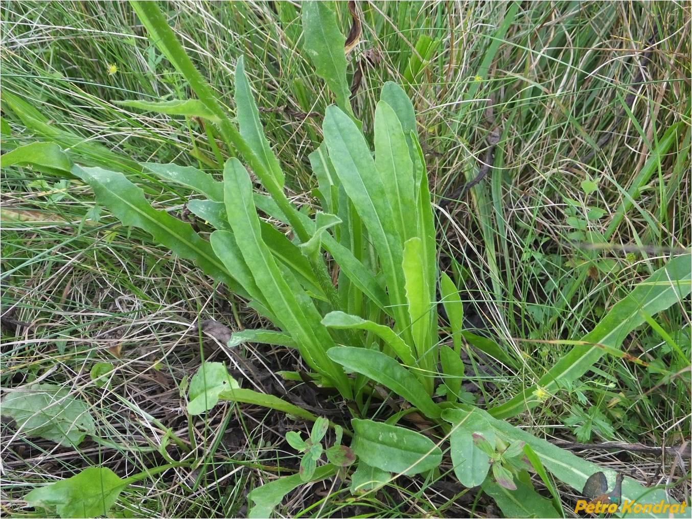 Image of Trommsdorffia uniflora specimen.