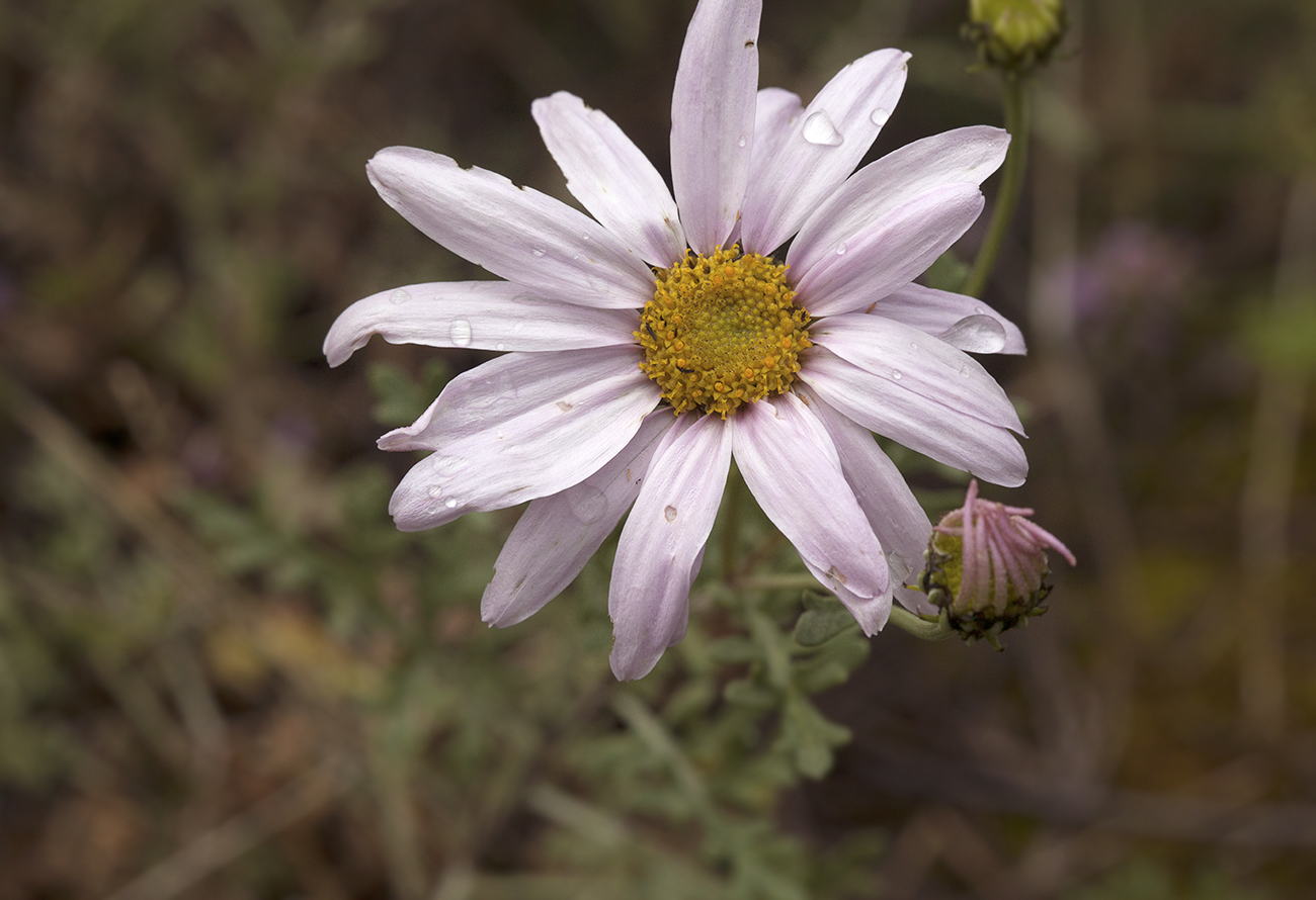 Image of Chrysanthemum sinuatum specimen.