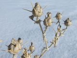 Centaurea iberica. Ветвь сухого растения с соплодиями. Казахстан, Туркестанская обл., Тюлькубасский р-н, окр. с. Жабаглы, около 1200 м н.у.м., подгорная степь. 25 ноября 2018 г.