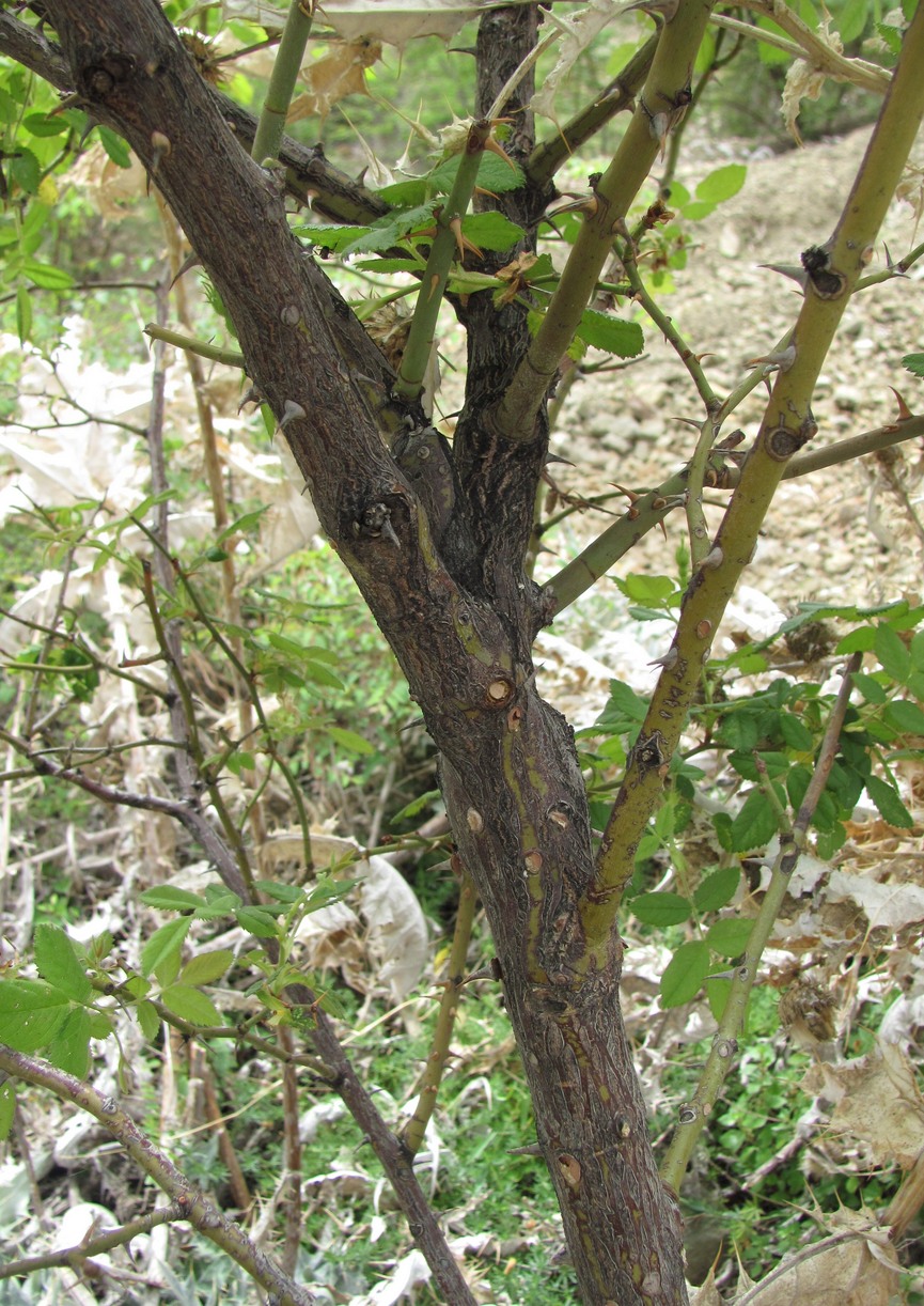 Image of Rosa balsamica specimen.