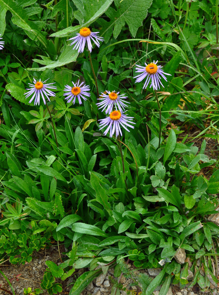 Изображение особи Erigeron flaccidus.