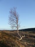 Betula czerepanovii