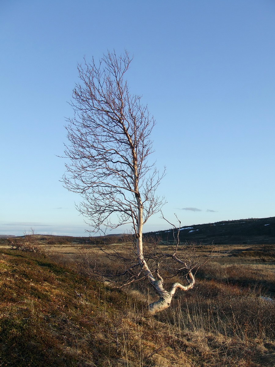 Image of Betula czerepanovii specimen.