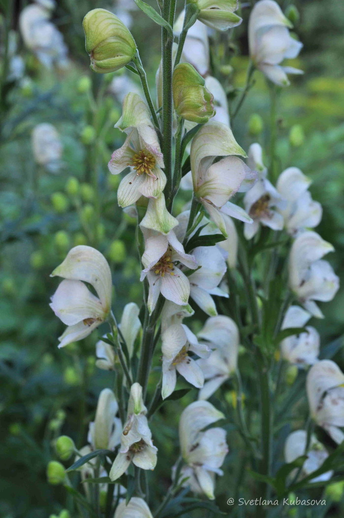 Image of Aconitum napellus specimen.