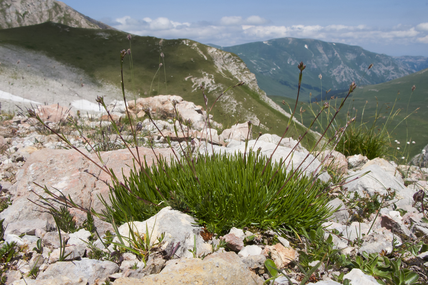 Image of Gypsophila tenuifolia specimen.