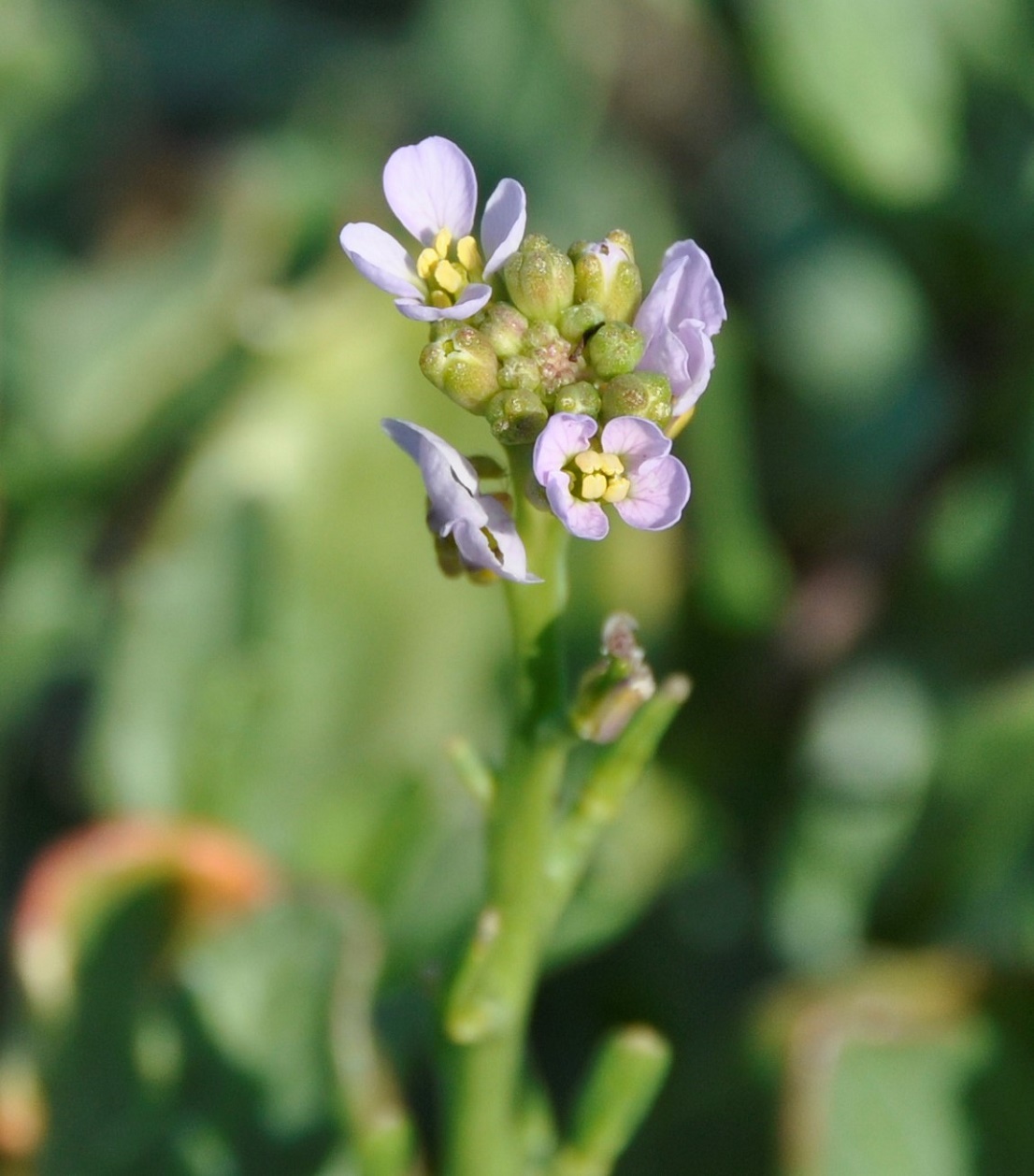 Image of Cakile maritima ssp. integrifolia specimen.