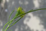 Sisymbrium irio
