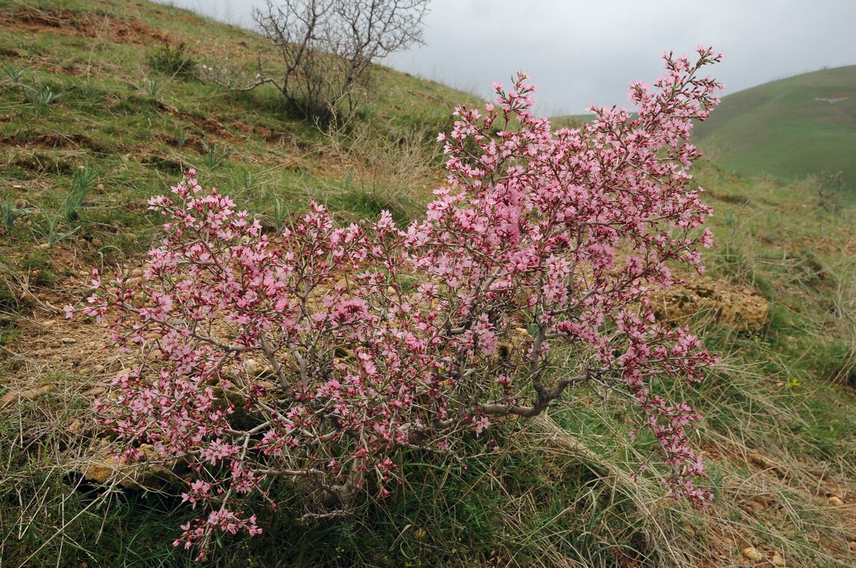 Изображение особи Amygdalus spinosissima.