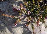 Erica manipuliflora