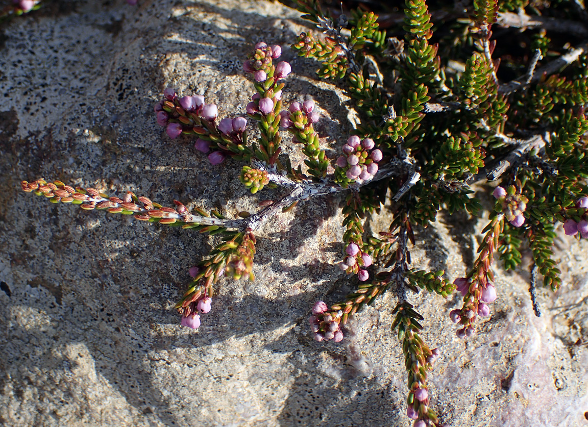 Image of Erica manipuliflora specimen.