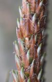 Pinus pinaster
