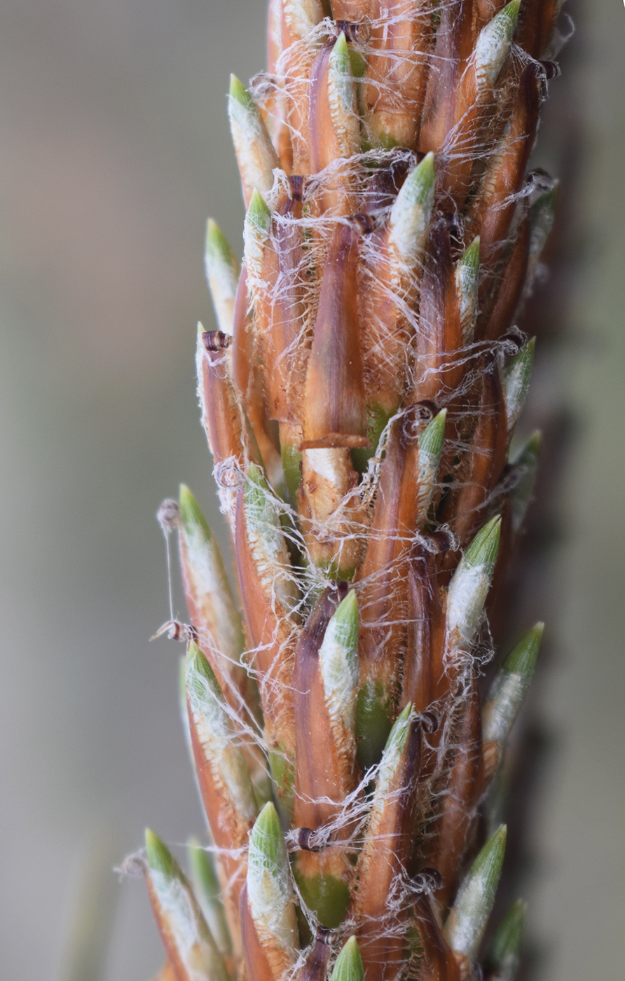 Изображение особи Pinus pinaster.