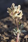 Corydalis ledebouriana. Цветущее растение. Костромская обл., Судиславский р-н, дер. Антипино, в культуре (происхождение - Узбекистан, Ташкентская обл.). 25.04.2019.