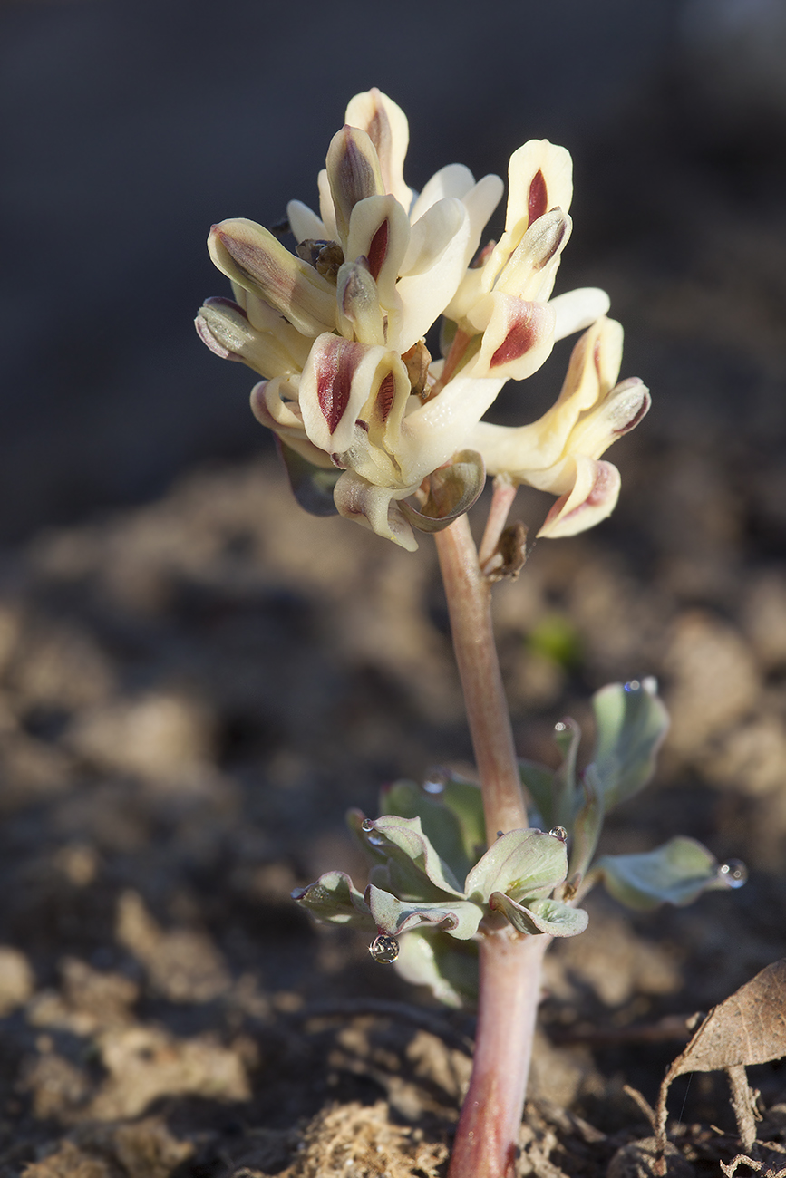 Изображение особи Corydalis ledebouriana.